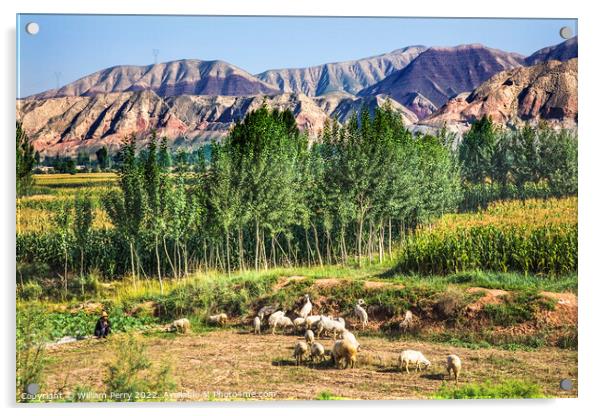 Chinese Peasant Sheepherder Crops Lanzhou Gansu Province China Acrylic by William Perry