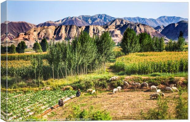 Chinese Farmers Peasant Sheep Lanzhou Gansu Province China Canvas Print by William Perry