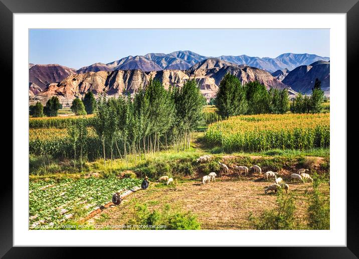 Chinese Farmers Peasant Sheep Lanzhou Gansu Province China Framed Mounted Print by William Perry