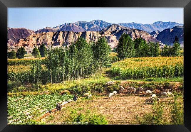 Chinese Farmers Peasant Sheep Lanzhou Gansu Province China Framed Print by William Perry