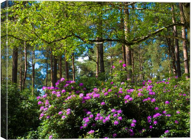 Wild rhododendrons  Canvas Print by Philip Enticknap