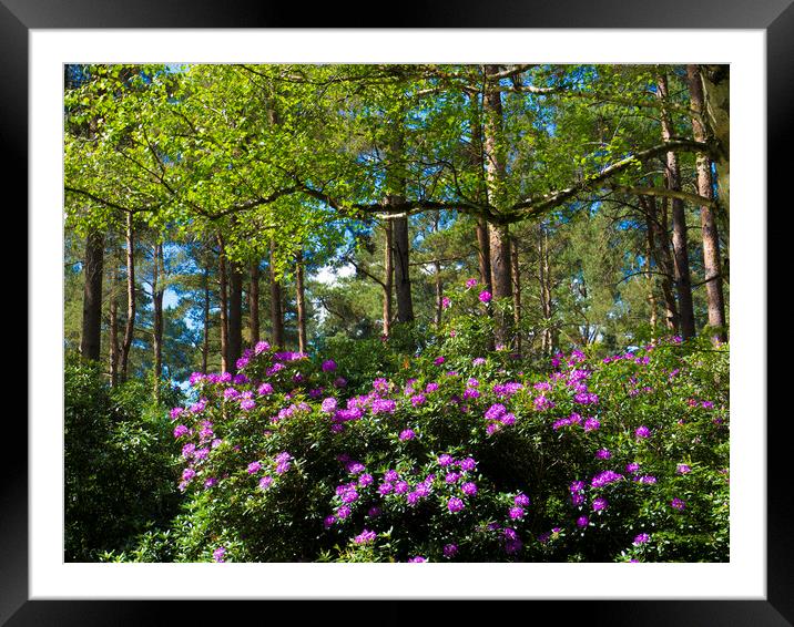 Wild rhododendrons  Framed Mounted Print by Philip Enticknap