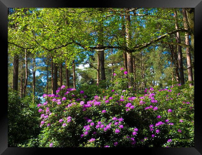 Wild rhododendrons  Framed Print by Philip Enticknap