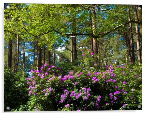 Wild rhododendrons  Acrylic by Philip Enticknap