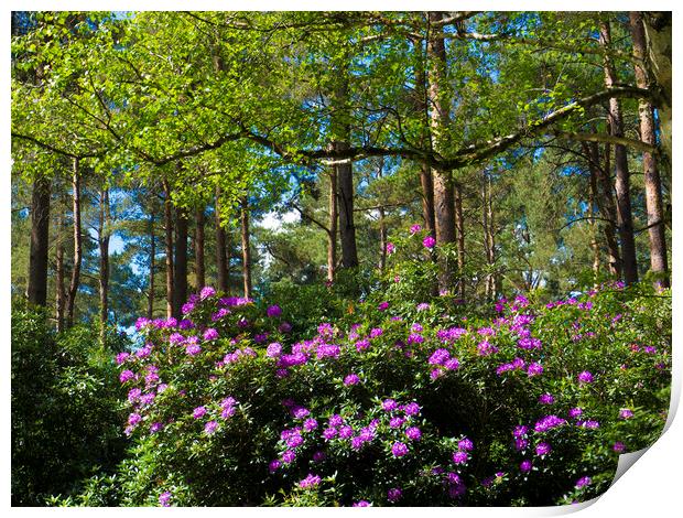 Wild rhododendrons  Print by Philip Enticknap