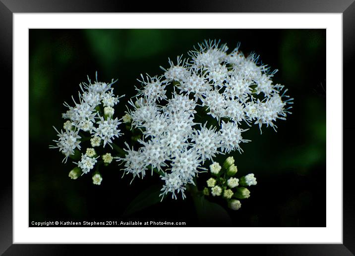 Wild and White Framed Mounted Print by Kathleen Stephens