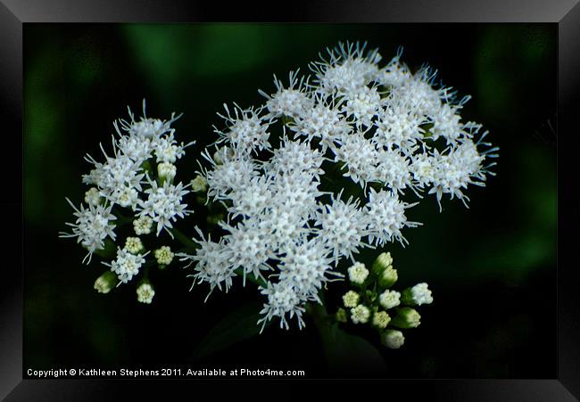 Wild and White Framed Print by Kathleen Stephens