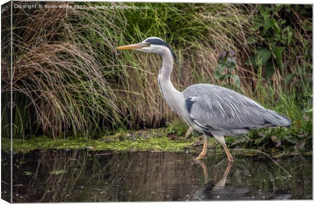Grey Heron the perfect fisherman Canvas Print by Kevin White