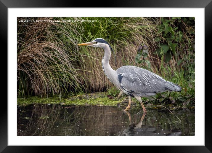 Grey Heron the perfect fisherman Framed Mounted Print by Kevin White