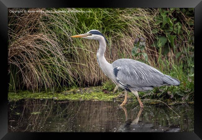Grey Heron the perfect fisherman Framed Print by Kevin White