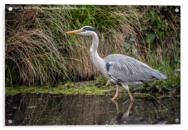 Grey Heron the perfect fisherman Acrylic by Kevin White