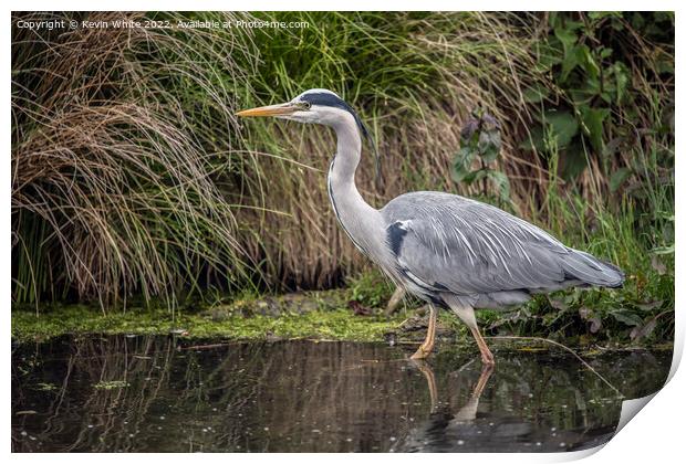Grey Heron the perfect fisherman Print by Kevin White