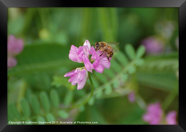 Honey Bee Framed Print by Kathleen Stephens