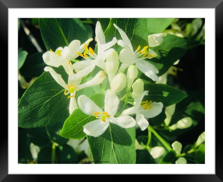 White honeysuckle Framed Mounted Print by Stephanie Moore