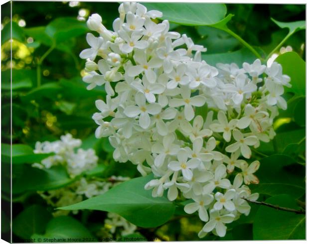 White Lilac Canvas Print by Stephanie Moore