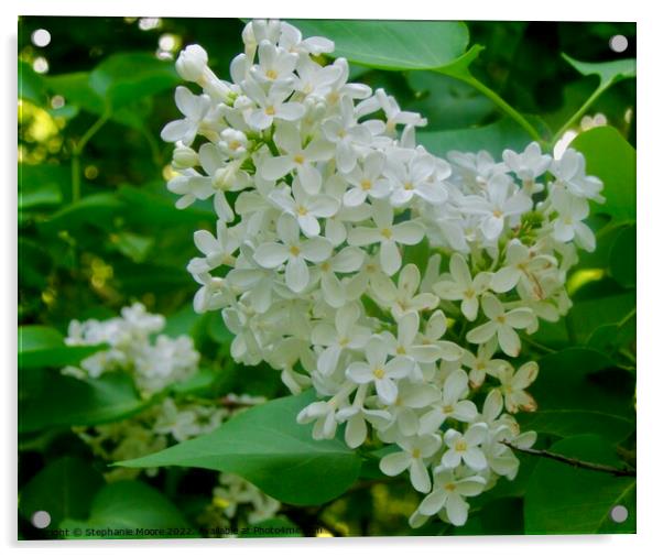 White Lilac Acrylic by Stephanie Moore