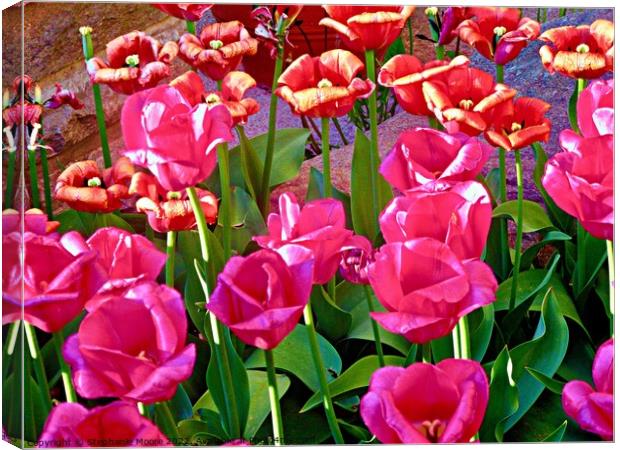 Pink and orange tulips Canvas Print by Stephanie Moore