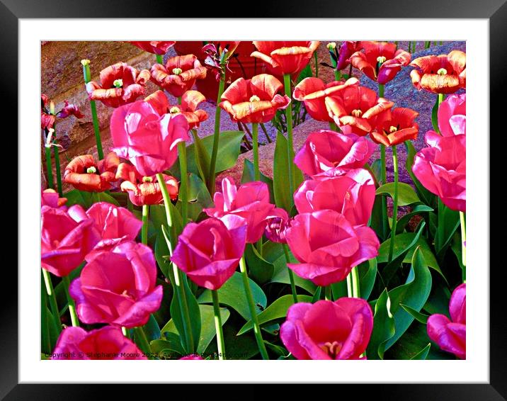 Pink and orange tulips Framed Mounted Print by Stephanie Moore