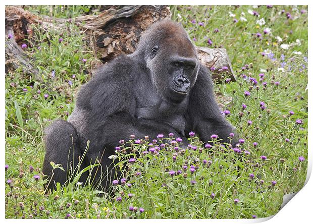 Female Western Lowland Gorilla Print by Mike Gorton