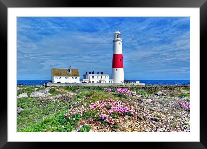 Portland Lighthouse Sea Pinks Dorset Framed Mounted Print by austin APPLEBY