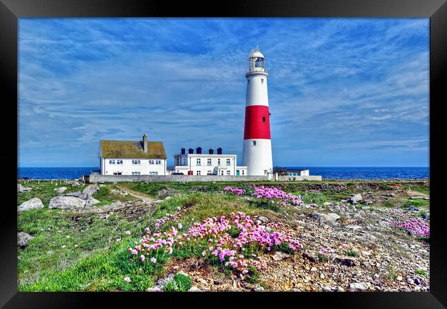 Portland Lighthouse Sea Pinks Dorset Framed Print by austin APPLEBY