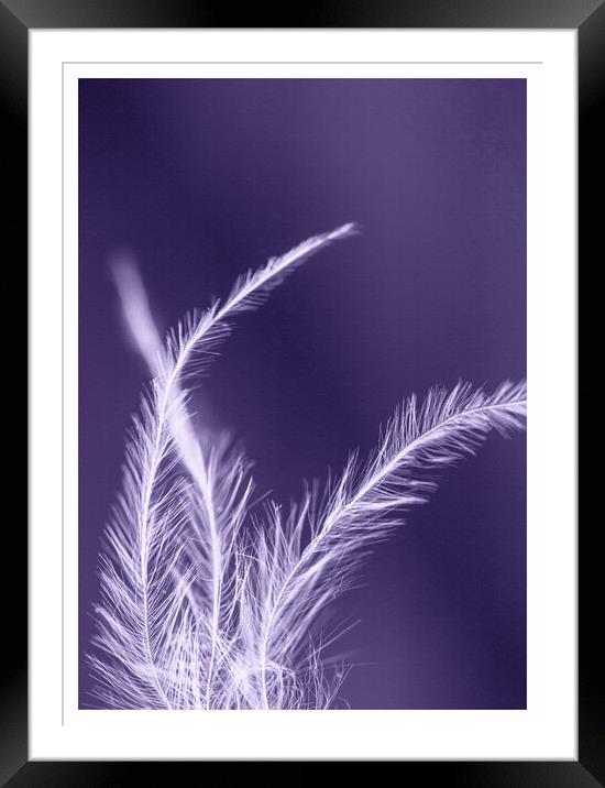 Feather Boa on a Textured Purple Background Framed Mounted Print by Pamela Reynolds