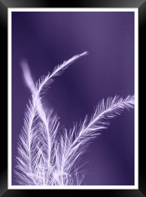 Feather Boa on a Textured Purple Background Framed Print by Pamela Reynolds