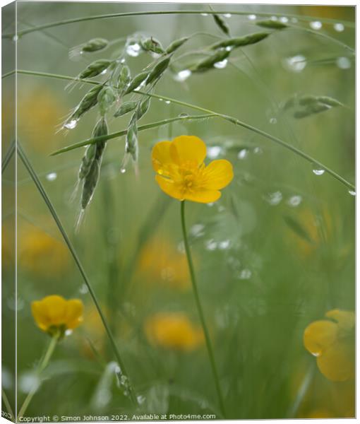 buttecup with morning dew Canvas Print by Simon Johnson