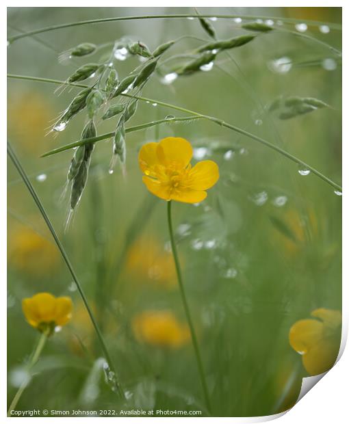 buttecup with morning dew Print by Simon Johnson