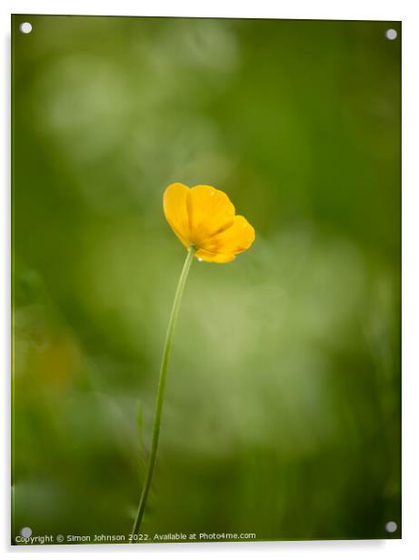 buttercup flower Acrylic by Simon Johnson