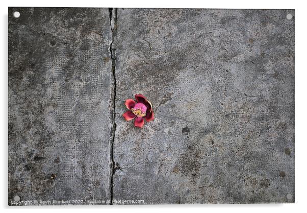 Forgotten Flower Acrylic by Kevin Plunkett