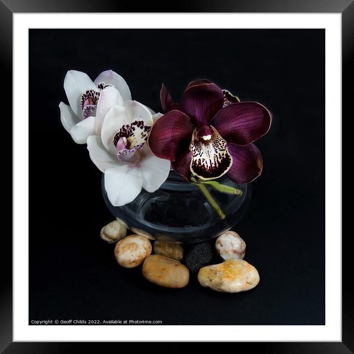 White & purple Cymbidium orchids; in a glass vase. Framed Mounted Print by Geoff Childs