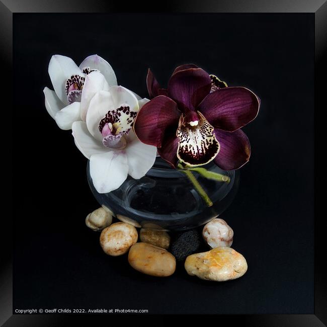 White & purple Cymbidium orchids; in a glass vase. Framed Print by Geoff Childs
