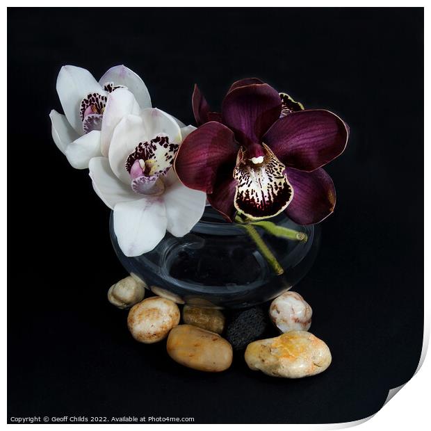 White & purple Cymbidium orchids; in a glass vase. Print by Geoff Childs