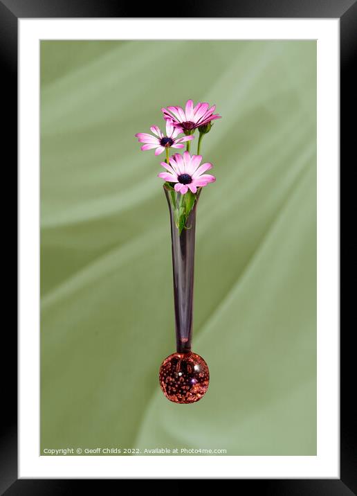 African Daisy flower in a vase isolated on light green. Framed Mounted Print by Geoff Childs
