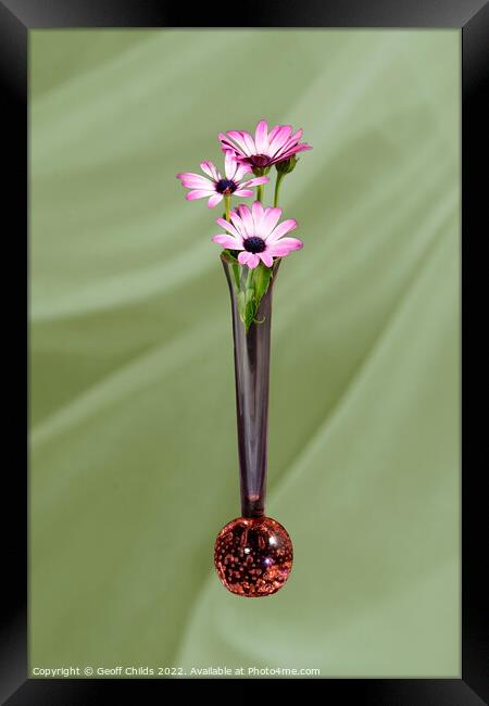 African Daisy flower in a vase isolated on light green. Framed Print by Geoff Childs
