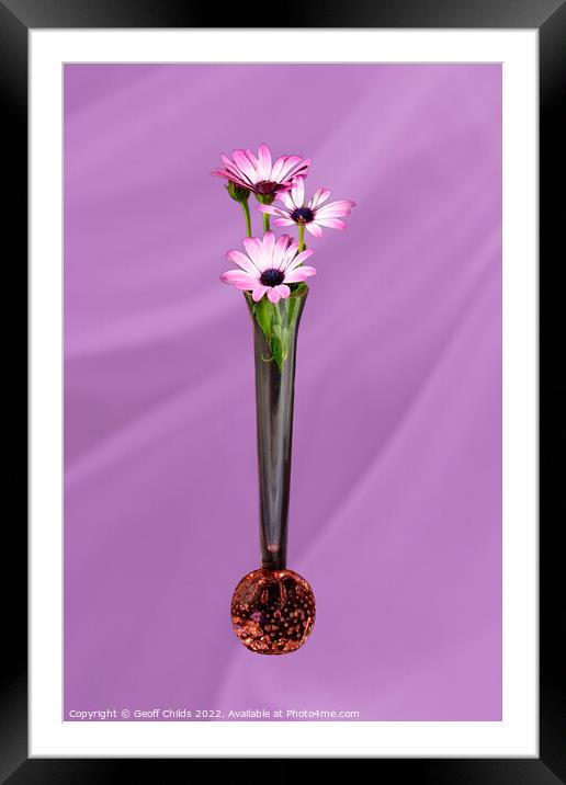 African Daisy flower in a vase isolated on pink. Framed Mounted Print by Geoff Childs