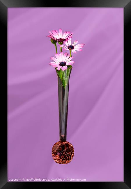 African Daisy flower in a vase isolated on pink. Framed Print by Geoff Childs