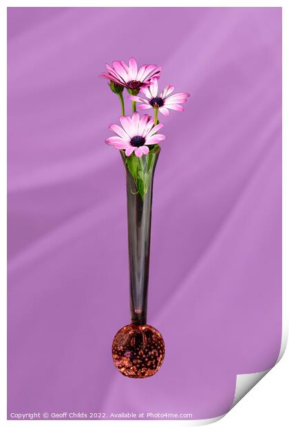 African Daisy flower in a vase isolated on pink. Print by Geoff Childs