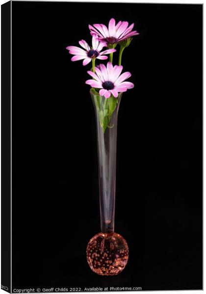 African Daisy flower in a vase isolated on black. Canvas Print by Geoff Childs