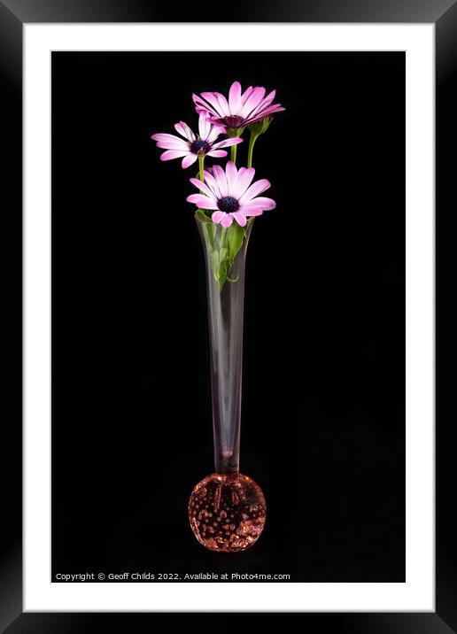 African Daisy flower in a vase isolated on black. Framed Mounted Print by Geoff Childs