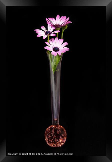 African Daisy flower in a vase isolated on black. Framed Print by Geoff Childs