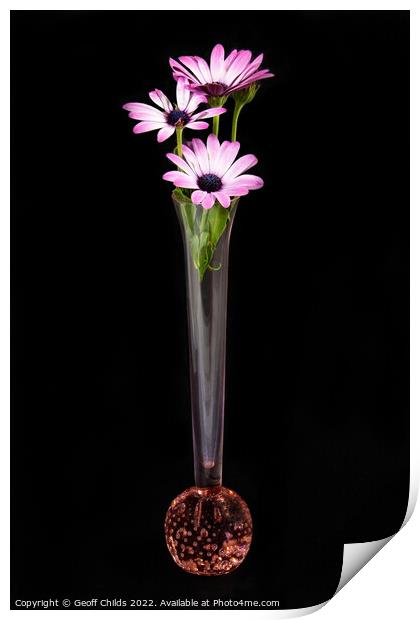 African Daisy flower in a vase isolated on black. Print by Geoff Childs