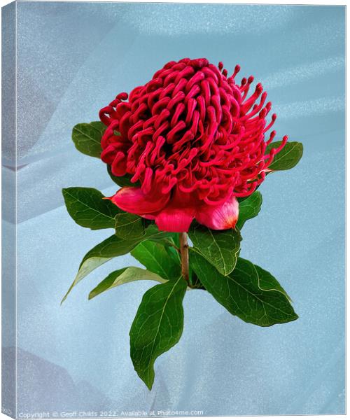 Red Waratah flower closeup isolated on light blue. Canvas Print by Geoff Childs