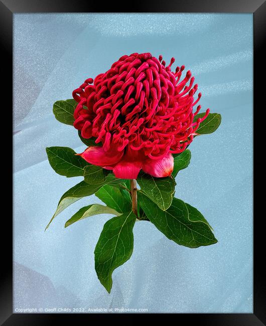 Red Waratah flower closeup isolated on light blue. Framed Print by Geoff Childs