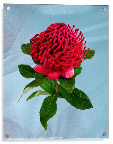Red Waratah flower closeup isolated on light blue. Acrylic by Geoff Childs