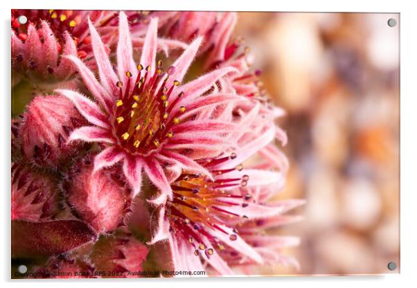Beautiful pink Sempervivum flowers close up Acrylic by Simon Bratt LRPS