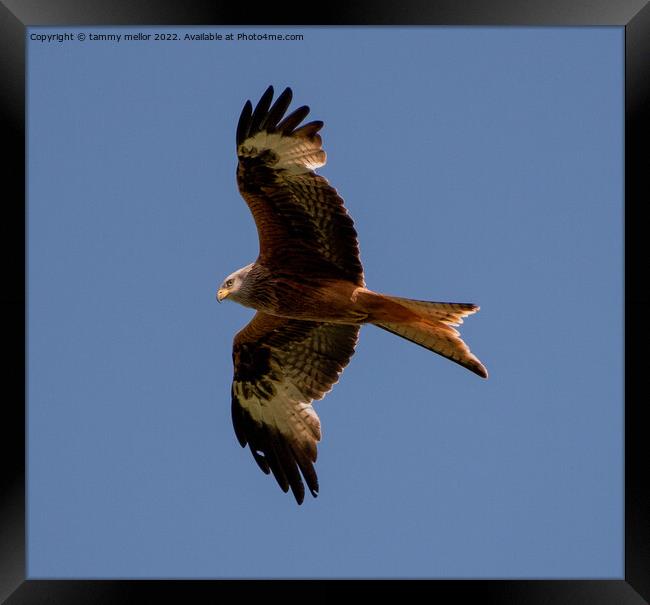 Majestic Red Kite Soaring High Framed Print by tammy mellor