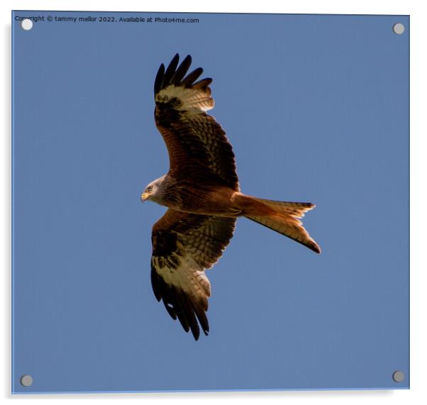 Majestic Red Kite Soaring High Acrylic by tammy mellor