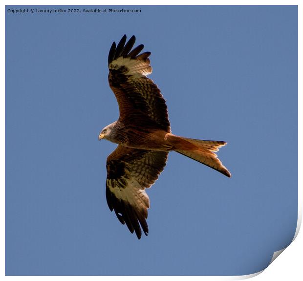 Majestic Red Kite Soaring High Print by tammy mellor